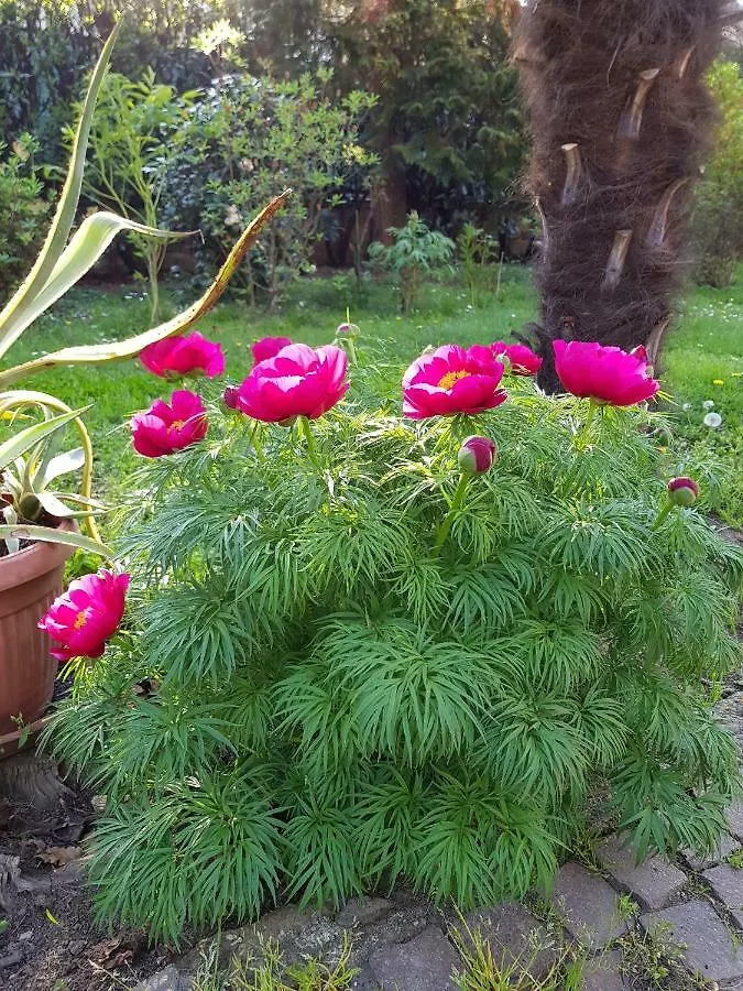 B&B Gloria Gallarate Bed & Breakfast
